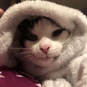 Meet your Posher, Joey